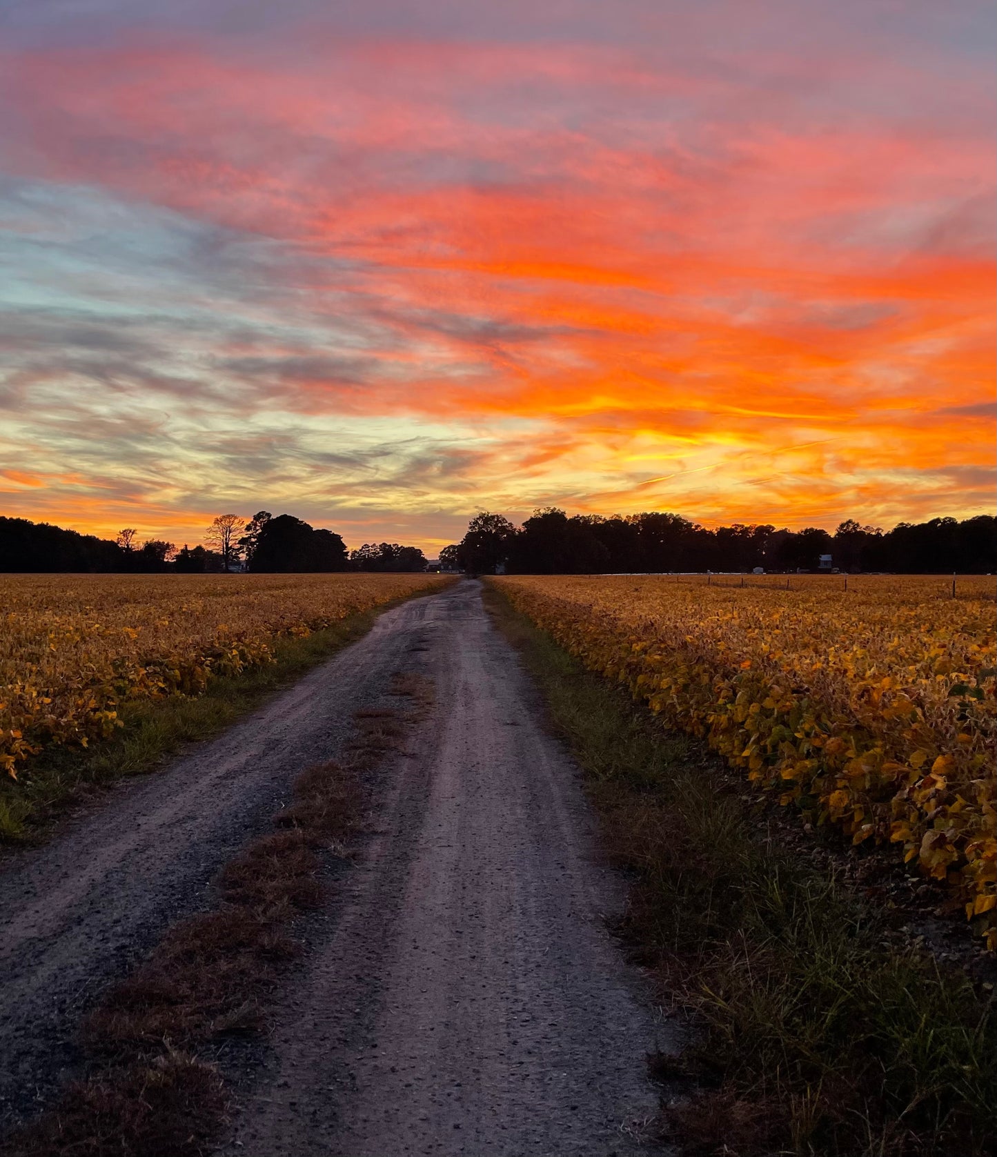 Averelle Dylan- Country Roads Take Me Home