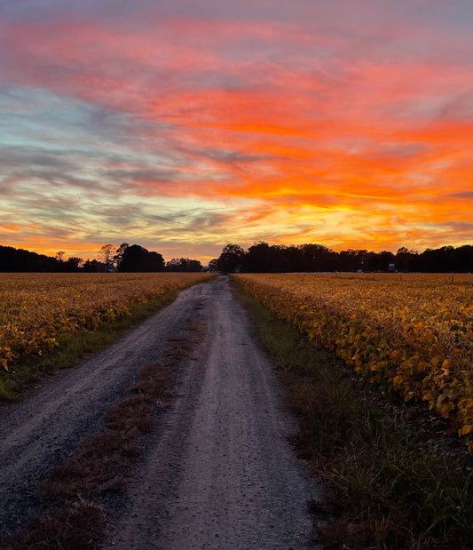 Averelle Dylan- Country Roads Take Me Home